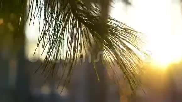 阳光下的绿松枝带着橘色视频的预览图
