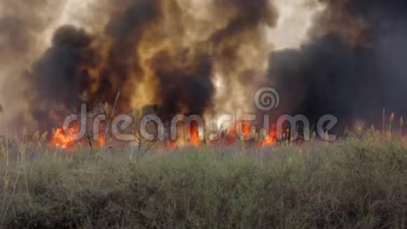 草原地带的大火视频的预览图