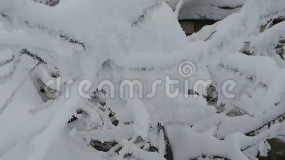 冬天桦树白雪皑皑的大自然树枝上的雪毯视频的预览图