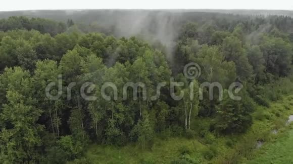 多云天气下雾蒙蒙的常绿树顶上的无人视角视频的预览图