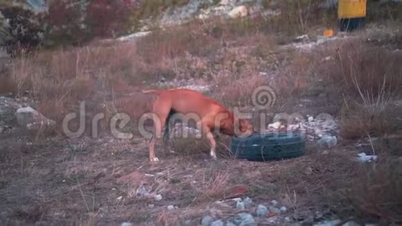 年轻的狗美国斯塔福德郡梗玩一个旧轮胎从汽车车轮一只雄性斯塔福德郡梗视频的预览图