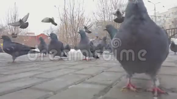 冬季或秋季公园里的鸽子在镜头前近距离走动视频的预览图