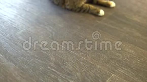 猫躺在地板上有橙色斑点的猫舔摄像机放大了视频的预览图