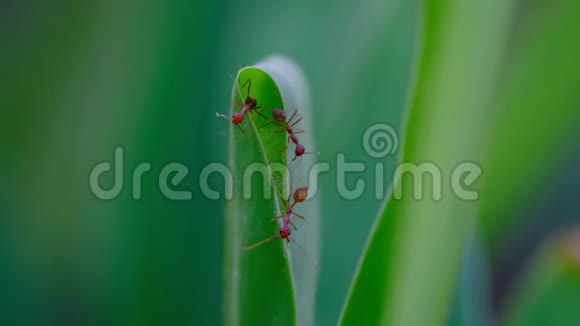 一群红色士兵蚂蚁动物保护巢绿叶视频的预览图