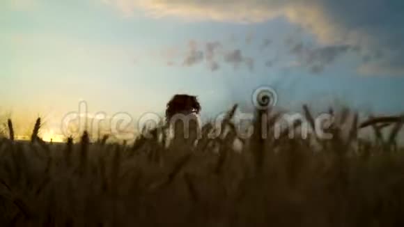 日落时分快乐的女孩在麦田里旋转视频的预览图