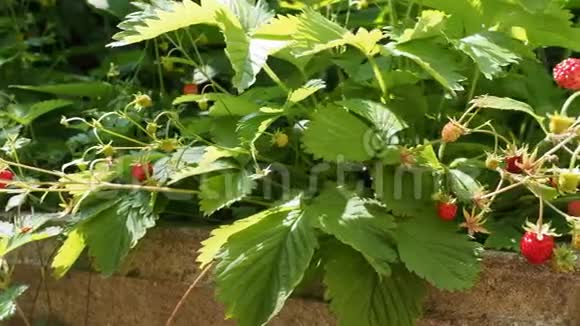 自制花园4K视频中新鲜成熟的野生草莓视频的预览图