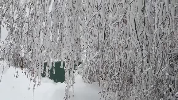冬天桦树白雪皑皑的大自然视频的预览图