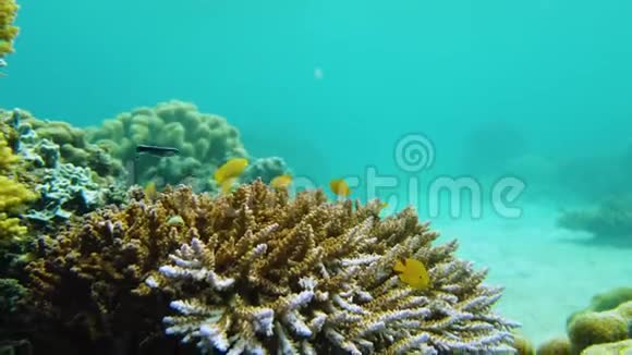 珊瑚礁和水下热带鱼莱特菲律宾视频的预览图