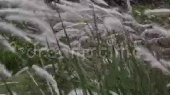 草在风中飘扬视频的预览图