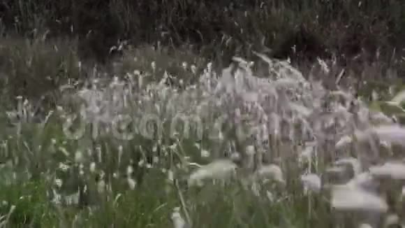 草在风中飘扬视频的预览图