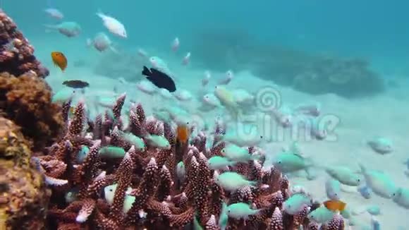 珊瑚礁和鱼在水下莱特菲律宾视频的预览图