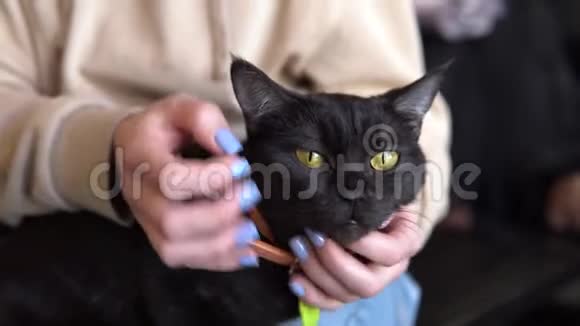 一个女人抚摸一只黑猫猫喜欢一个女人抓它特写的事实视频的预览图