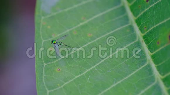绿虫透明翅膀在绿叶上移动后腿泰国植物园里的小害虫视频的预览图