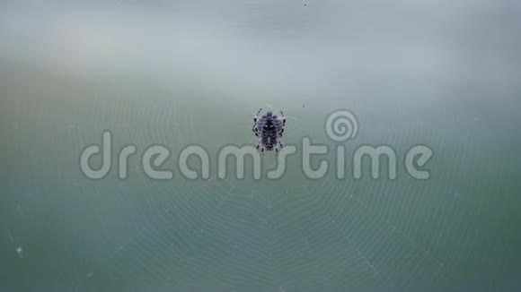 蜘蛛坐在网上克里米亚蜘蛛阿尔科加视频的预览图