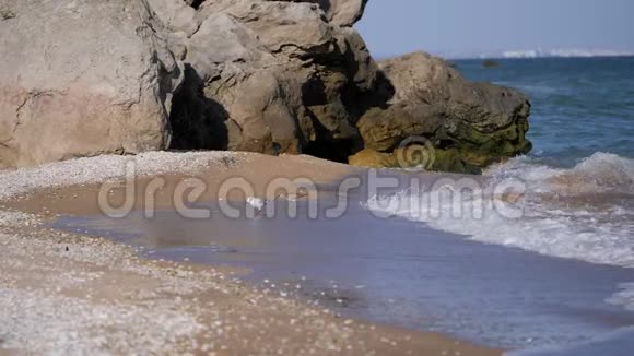 长喙的鸟沿海岸线行走收集甲壳动物海鸥在阿佐夫海的贝壳海滩上觅食视频的预览图