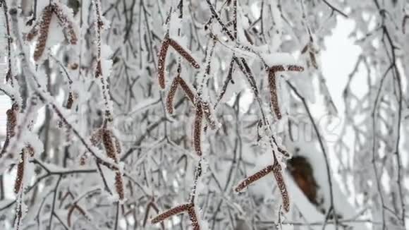 冬天桦树白雪皑皑的大自然视频的预览图