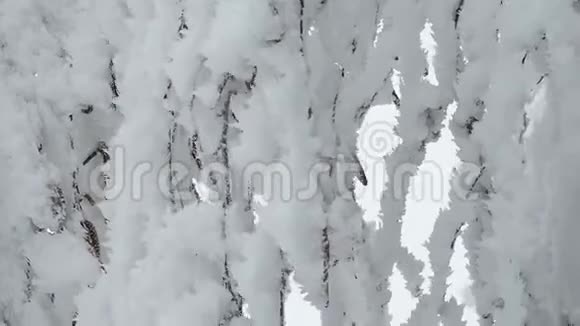 冬天桦树白雪皑皑的大自然树枝上的雪毯视频的预览图