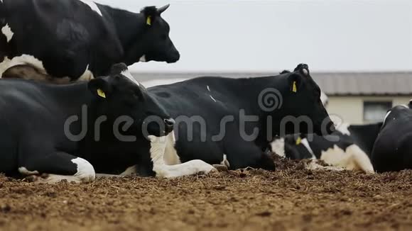晴天黑牛在田里吃草视频的预览图