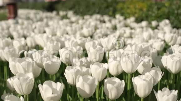 美丽的白色郁金香在春天的花园里盛开特写镜头视频的预览图