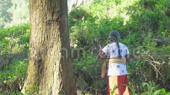 有木头的成熟女人把老树从阴凉的森林里传过来视频的预览图