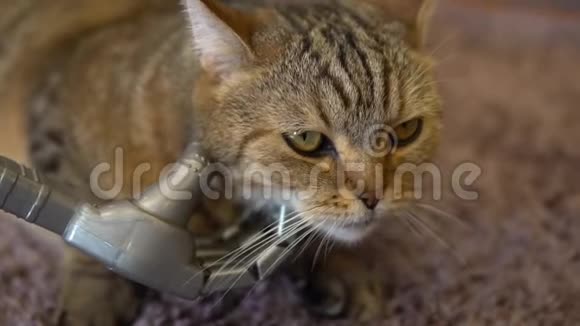 机械手抚摸猫一只半机人在抚摸一只英国猫猫躺在地毯上慢动作视频的预览图