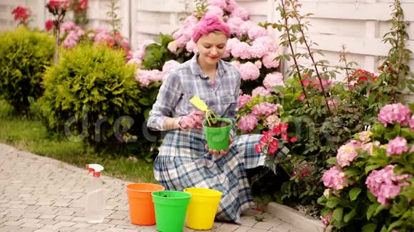 女人在花盆里照料花彩色花盆里的花女人挖花美丽的春花在花园里的女人妇女视频的预览图