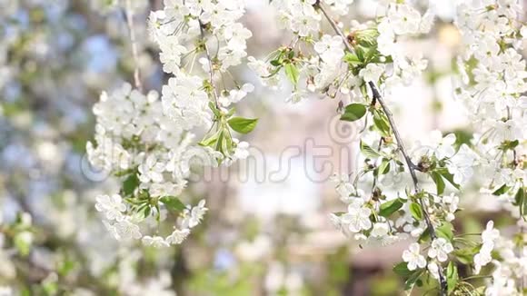 美丽的开花树枝苹果盛开的树枝樱桃白花自然背景摘要春季浮浮视频的预览图