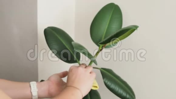 女人照顾家庭植物擦拭水滴和绿叶的灰尘女孩洗异国情调的大树视频的预览图