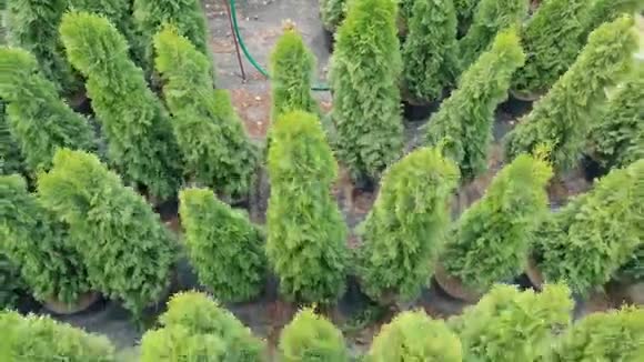 职业一个女性花店控制大型常绿乔木空中观景农业网上贸易装饰视频的预览图
