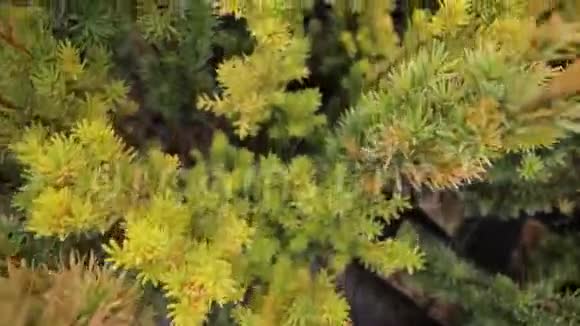 针叶盆栽植物近景视频的预览图