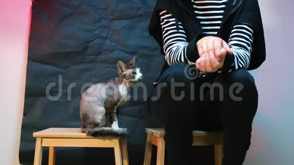 一个女孩坐在高椅子上一只猫坐在附近女孩抚摸一只猫视频的预览图