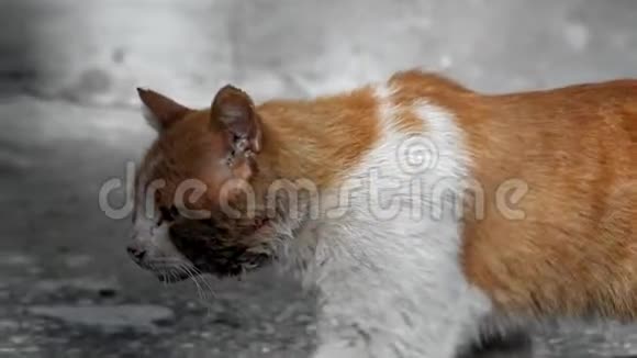 一只白红色的街猫沿着街走猫头上伤口视频的预览图