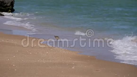 长喙的鸟沿海岸线行走收集甲壳动物努米纽斯是鹬科的鲜明代表视频的预览图