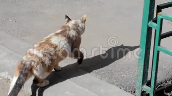 一只白灰色的街猫沿着街走夏日晴天视频的预览图