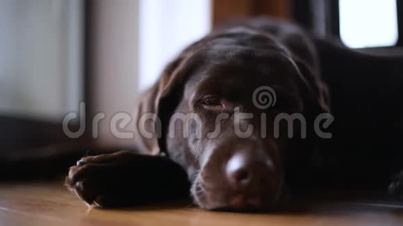 一只困倦的棕色拉布拉多猎犬躺在走廊的地板上视频的预览图