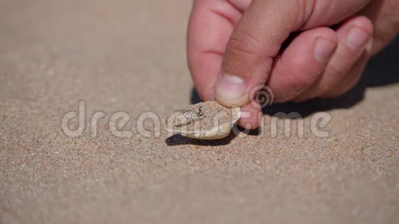 在阿佐夫海的贝壳海滩上一只蚁狮昆虫把自己埋在沙子里幼虫被毛和刚毛覆盖M视频的预览图