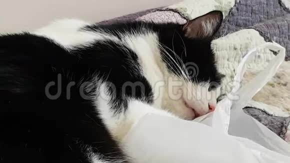 有趣的宠物黑白猫有梦睡觉的时候咂嘴猫梦见牛奶视频的预览图