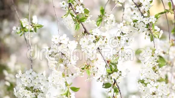 美丽的开花树枝苹果盛开的树枝樱桃白花自然背景摘要春季浮浮视频的预览图