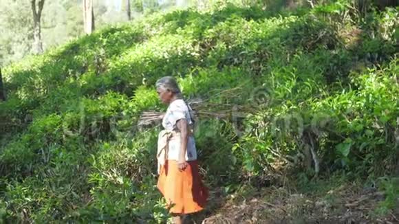 带着树林的老女人沿着丘陵森林慢走视频的预览图