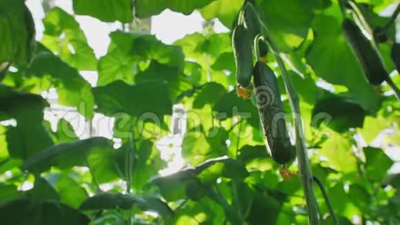 在闪闪发光的阳光下树枝上生长着美丽的绿色黄瓜工业温室视频的预览图