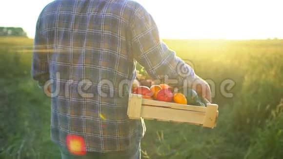 男人在夕阳田里拿着一盒有机蔬菜胡萝卜土豆西葫芦西红柿农民市场视频的预览图