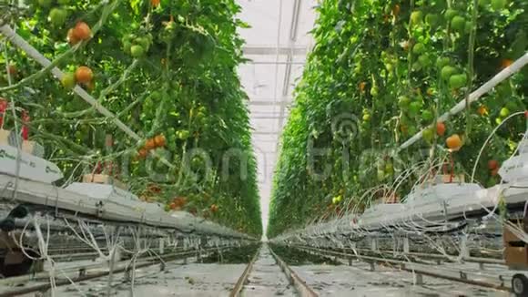 轻型工业温室里面有均匀的一排植物现代农业在自动温室里种植西红柿视频的预览图