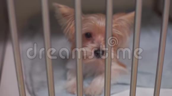 铁笼子里的狗视频的预览图
