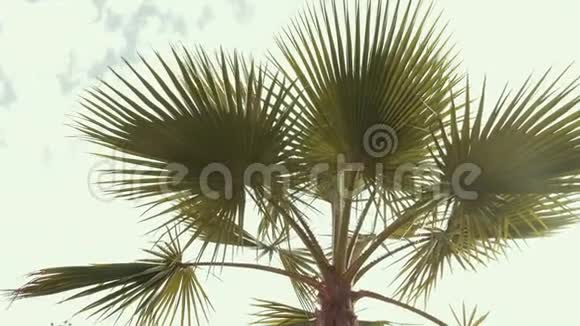 棕榈叶在阳光和灰色天空的映衬下随风飘动视频的预览图
