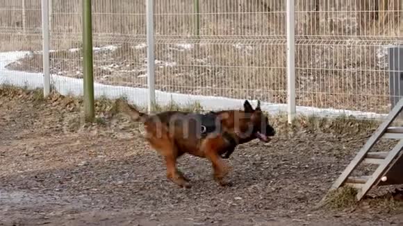 一只德国牧羊犬走上看台为狗进行户外训练视频的预览图