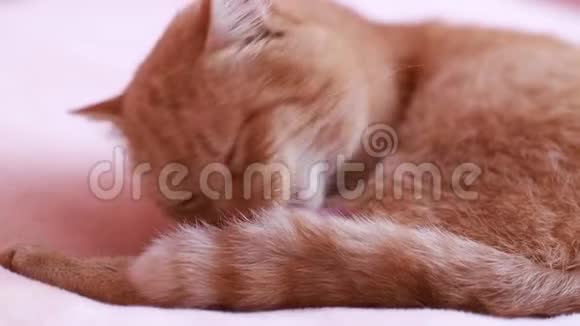 红猫洗澡猫洗头视频的预览图