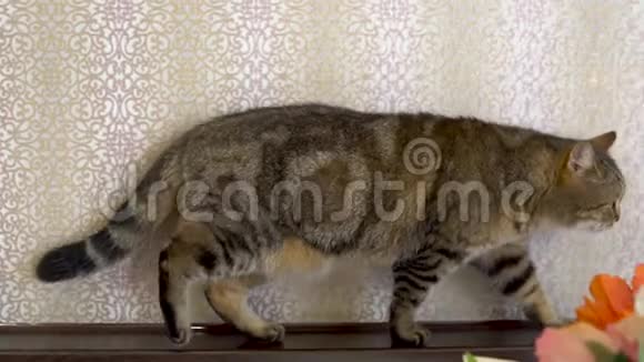 一只猫沿着窗台走一只英国品种猫在房间里走来走去慢动作视频的预览图