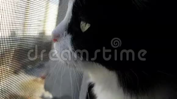 一只毛茸茸的黑白相间的家猫从一栋多层建筑的高楼的窗户往外看嗅到新鲜空气视频的预览图
