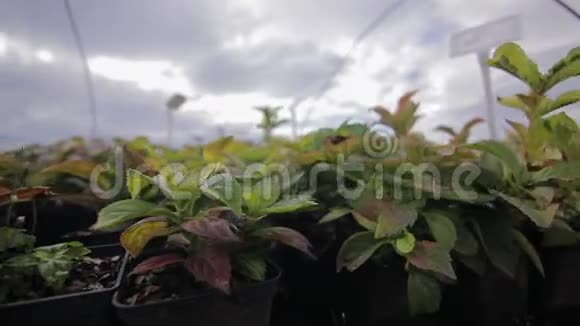 密切观察盆栽中的植物幼苗视频的预览图