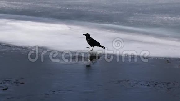 乌鸦走冰视频的预览图